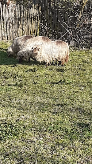 Vand 3 oi ,se pot vedea in comuna Polovragi,pret bucata 1200 de lei negociabil