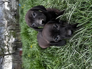 Pui cățeluși teckel maro deschis  - imagine 4