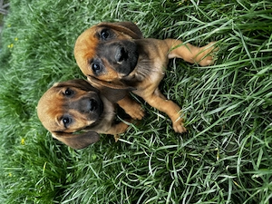 Pui cățeluși teckel maro deschis  - imagine 3