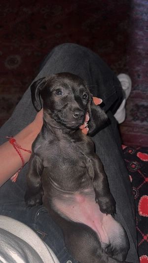 Pui cățeluși teckel maro deschis  - imagine 2