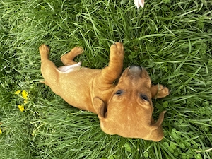 Pui cățeluși teckel maro deschis  - imagine 5