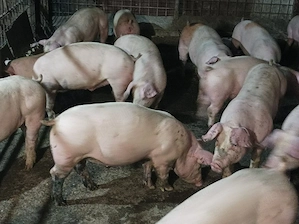 Șoldani de vânzare 