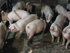 Șoldani de vânzare  - imagine 3