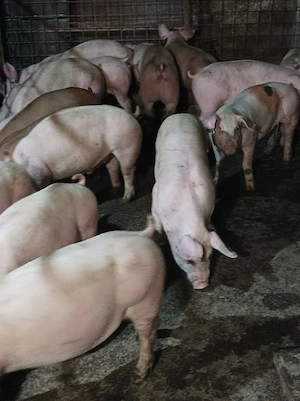 Șoldani de vânzare  - imagine 4