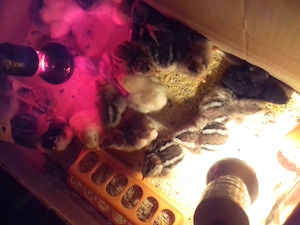 Vand pui de o zi italiana argintie - imagine 2