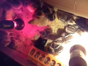 Vand pui de o zi italiana argintie