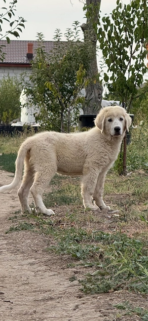 Mascul Ciobanesc de Bucovina 