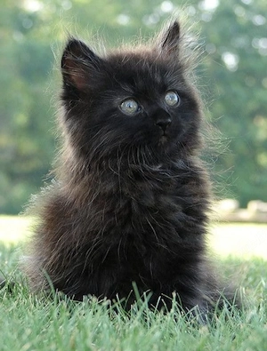 British Black  - imagine 2