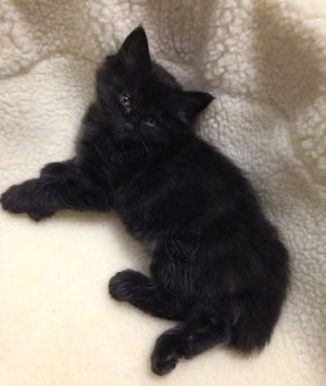 British Black  - imagine 3