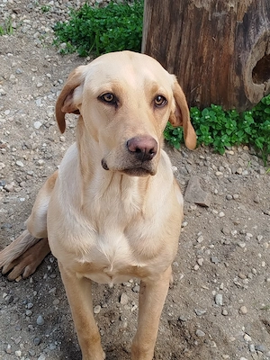 c tea metis labrador 