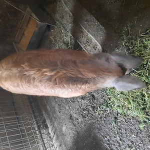 Pucei mangaliță cu durok