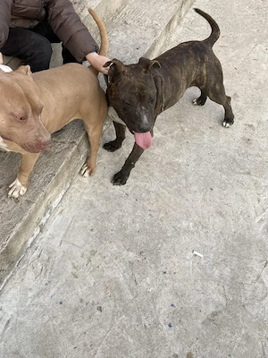 Pui Amstaff  - imagine 3