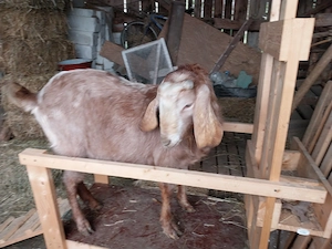 Tap anglonubian tanar (2 ani) - imagine 5