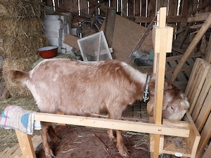 Tap anglonubian tanar (2 ani) - imagine 4