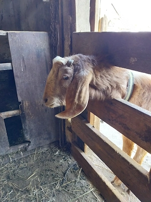 Tap anglonubian tanar (2 ani)