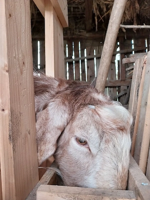 Tap anglonubian tanar (2 ani) - imagine 3