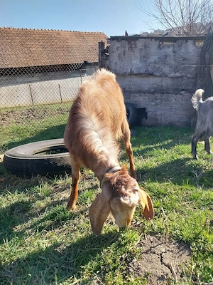 Tap anglonubian tanar (2 ani) - imagine 2