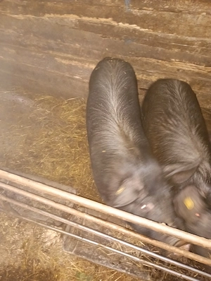 Disponibil porc castrat - imagine 4