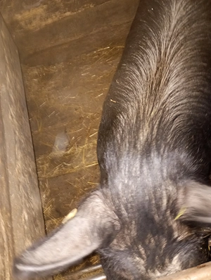 Disponibil porc castrat - imagine 5