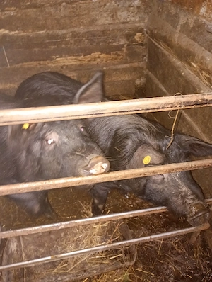 Disponibil porc castrat - imagine 3