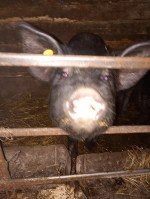 Disponibil porc castrat