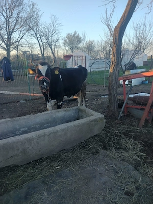 vând vaca  - imagine 4