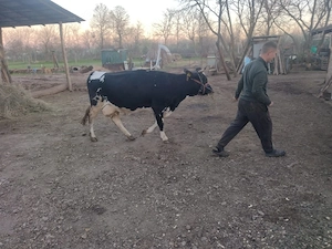 vând vaca  - imagine 2