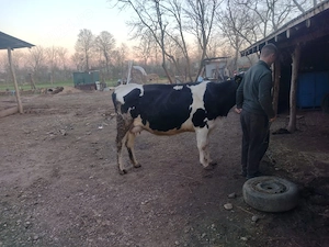 vând vaca 