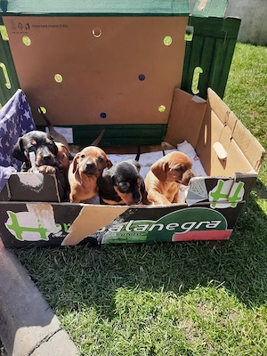 cățel  de rasă Tekel  nemțesc 