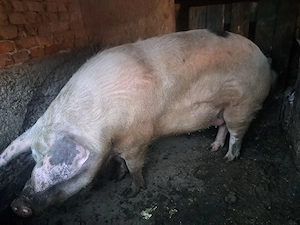 porc mare de vinzare