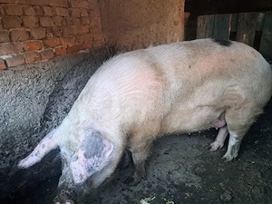 porc mare de vinzare - imagine 3