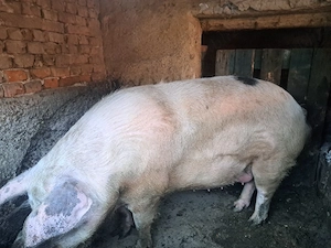 porc mare de vinzare - imagine 2