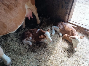 Vacă de vanzare cu doua vițele  - imagine 2