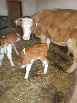 Vacă de vanzare cu doua vițele  - imagine 5