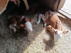 Vacă de vanzare cu doua vițele  - imagine 3