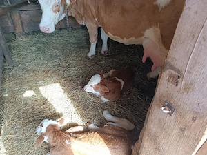 Vacă de vanzare cu doua vițele 