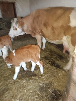 Vacă de vanzare cu doua vițele  - imagine 4