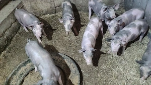 purcei de vanzare - imagine 2