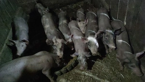 purcei de vanzare - imagine 4