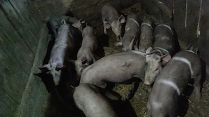 purcei de vanzare - imagine 3