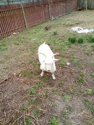 Tap Alpino Francez si Ed de vanzare se vinde impreuna sau separat - imagine 2