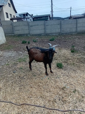 Tap Alpino Francez si Ed de vanzare se vinde impreuna sau separat - imagine 3