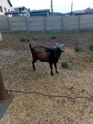 Tap alpin Francez si un ed se vinde impreuna dar si separat