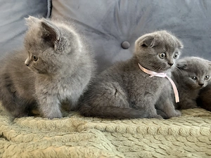 British shorthair  Scottish fold - imagine 4
