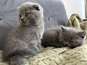 British shorthair  Scottish fold - imagine 3