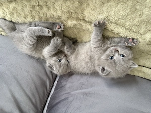 British shorthair  Scottish fold - imagine 2