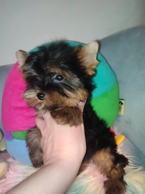 Yorkshire terrier toy - imagine 2