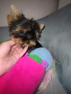 Yorkshire terrier toy