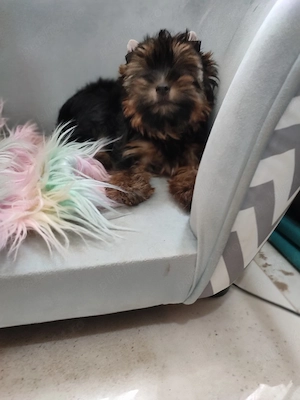Yorkshire terrier toy - imagine 5