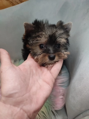 Yorkshire terrier toy - imagine 4
